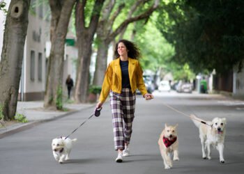 How to Build a Six-Figure Dog Walking Business in 2026